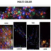 Led Rice Light For Decoration String For Diwali 12 Meter 39 Foot (Multi) Led Rice Light For Decoration String For Diwali 12 Meter 39 Foot (Multi)