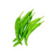 Green Chilli Green Chilli